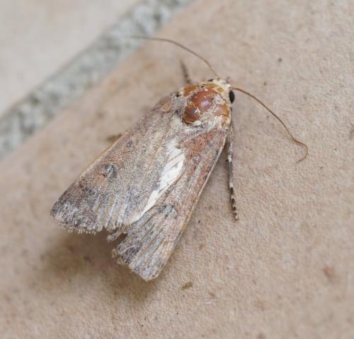Réf. 242 066 : Agrotis sp.